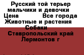 Русский той-терьер мальчики и девочки › Цена ­ 8 000 - Все города Животные и растения » Собаки   . Ставропольский край,Лермонтов г.